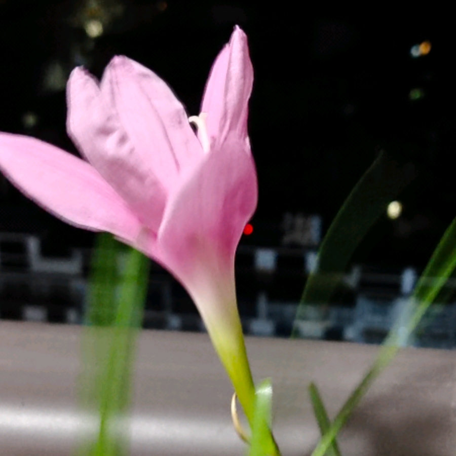 楊過(guò)的頭像